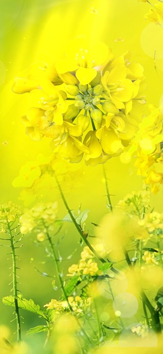 4k 春天治愈油菜花田