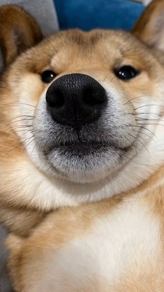 小狗