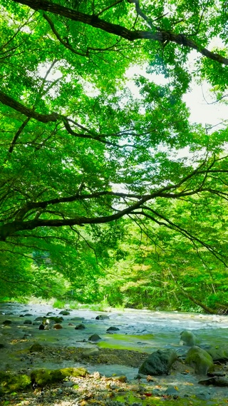 护眼绿林山涧流水