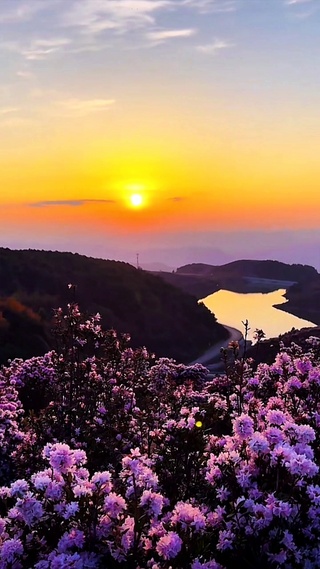 夕阳下的杜鹃花