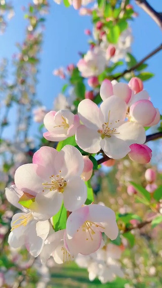 春风得意