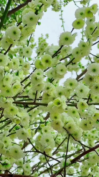 青山叠抱溪湾，绿萼凝香立浅滩