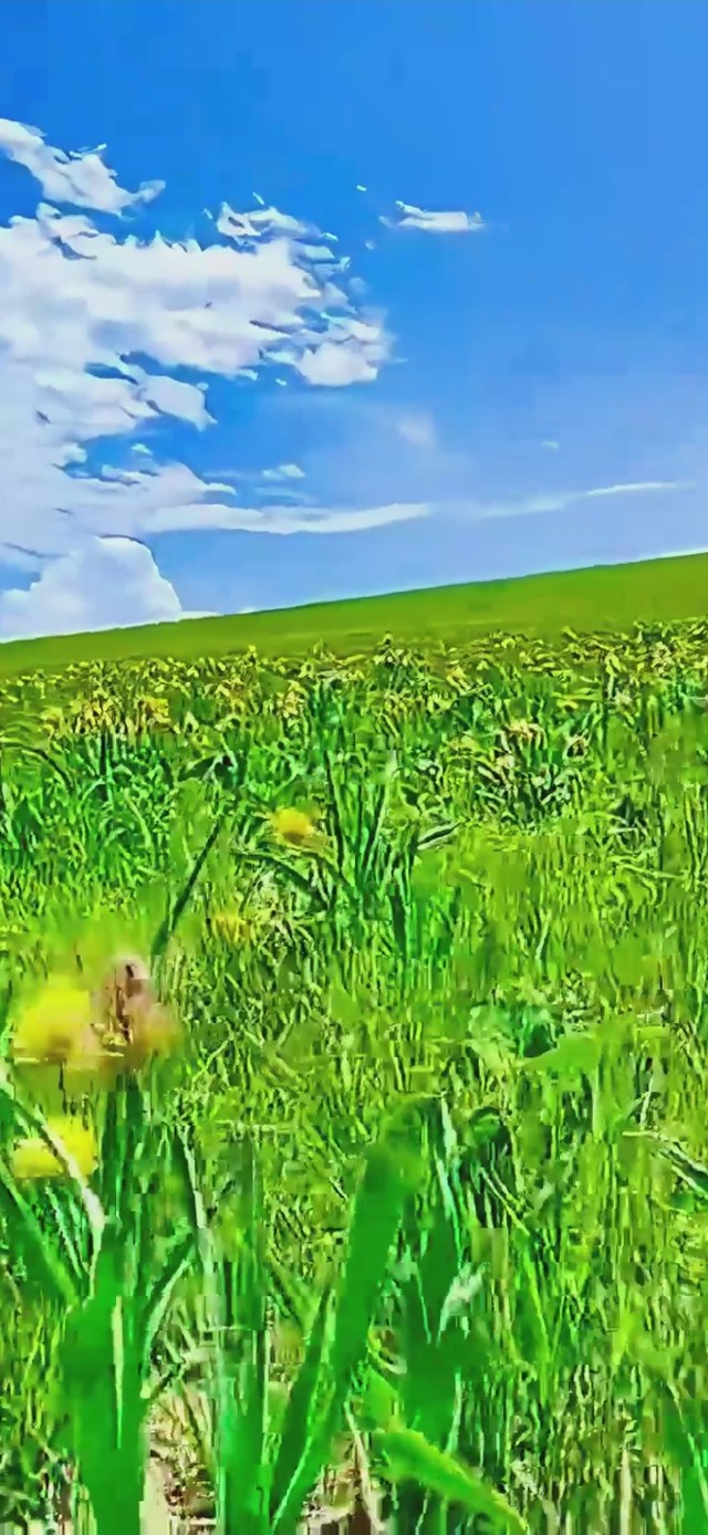 青青草原