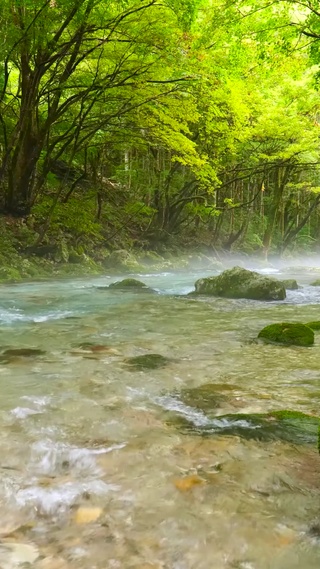 护眼绿林溪流
