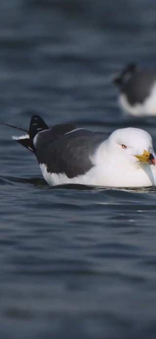 dril-黑尾鸥漂浮