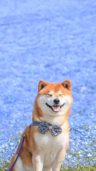 汪星人