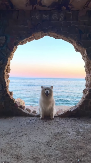 可爱狗狗