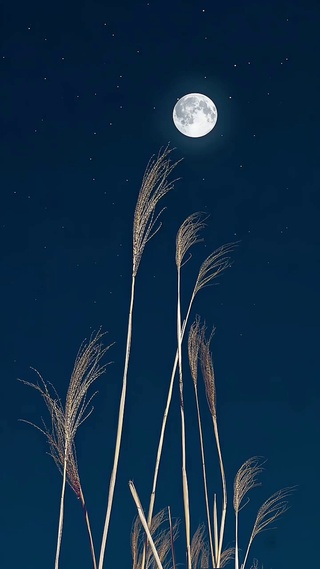 月空芦苇