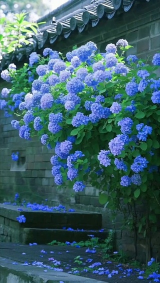 蓝雪花