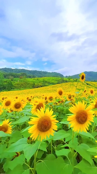 向日葵的花语