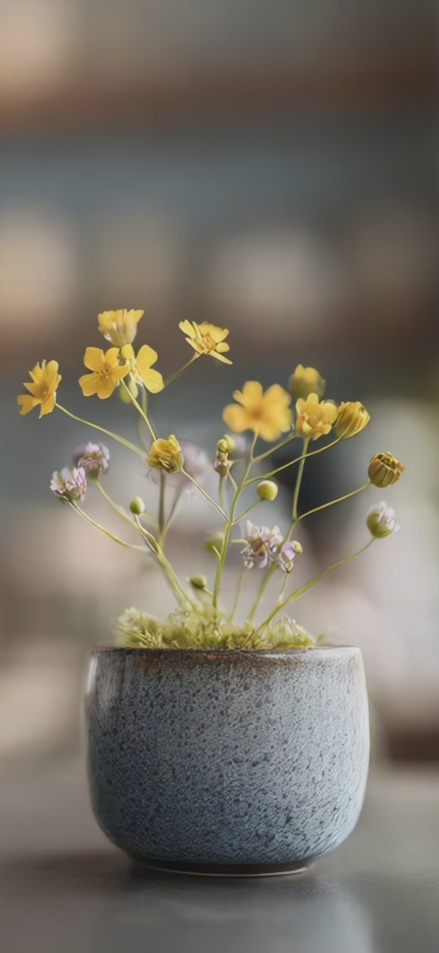 盆栽小花