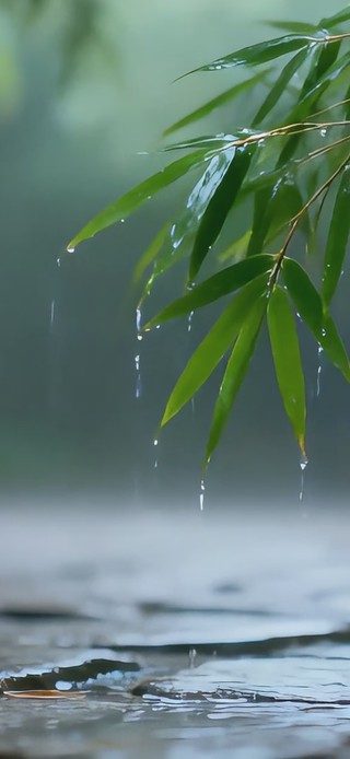 下雨竹林