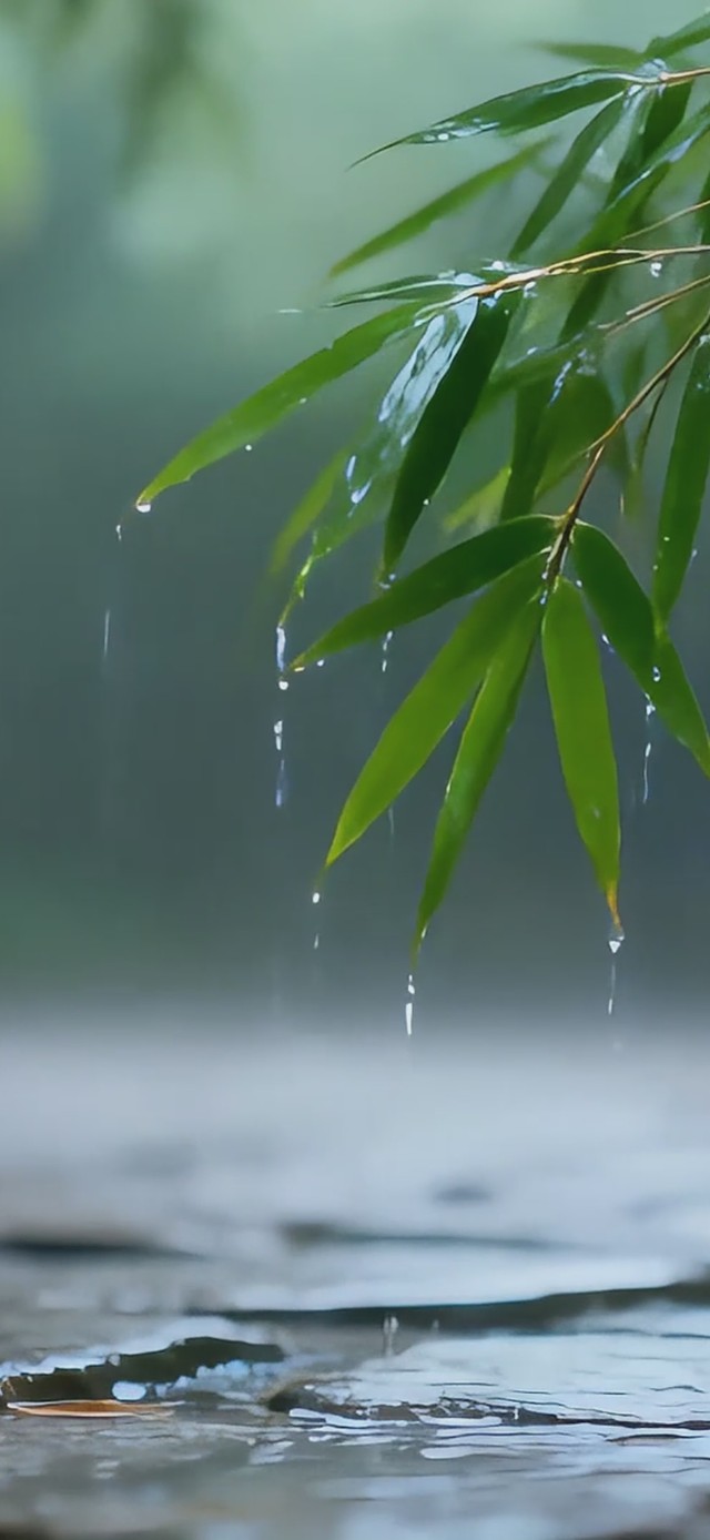 下雨竹林