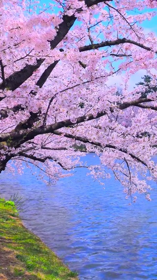 河边樱花树