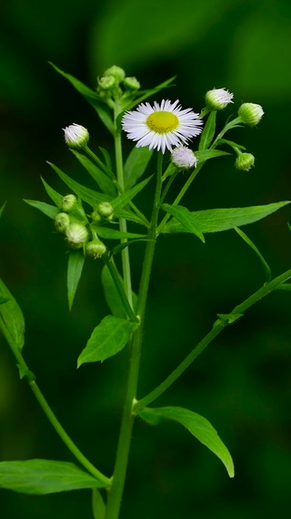 清新养眼小雏菊