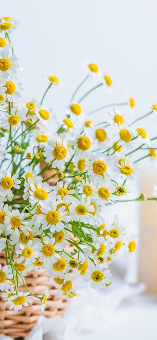 唯美邹菊