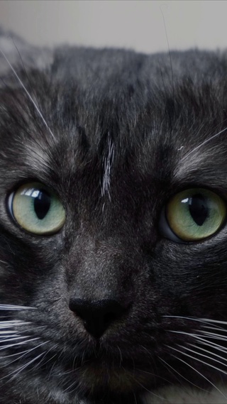 呆萌黑猫