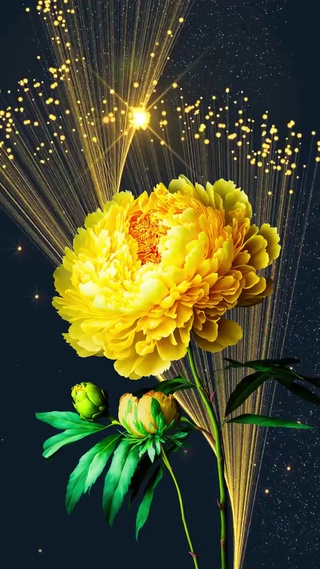 富贵花开