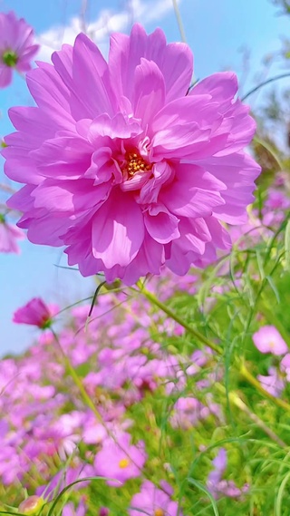 花开半夏