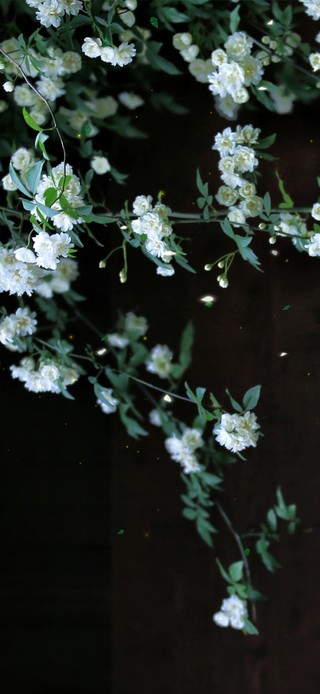 4k 治愈唯美清新小院落花