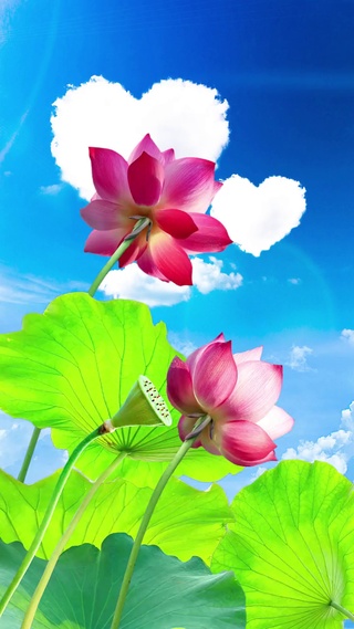 荷花2