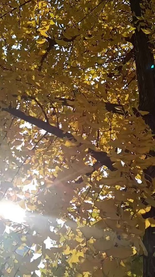 晚秋