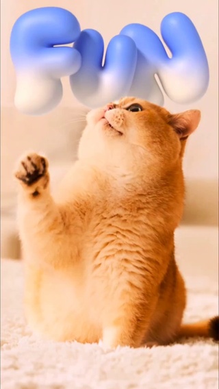 猫咪