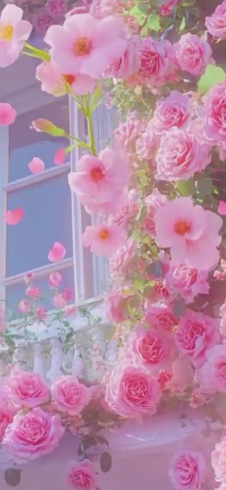 护眼花景