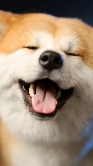 小狗