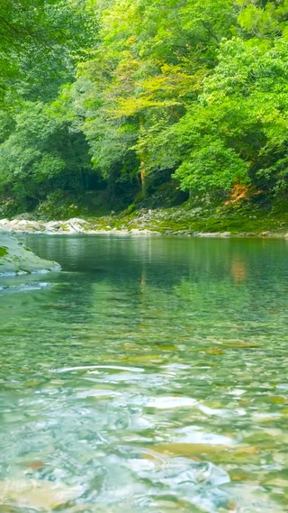 自然护眼绿林河流 