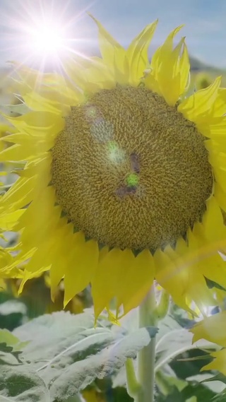 治愈向日葵