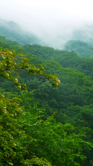 青山云雾雨天森林