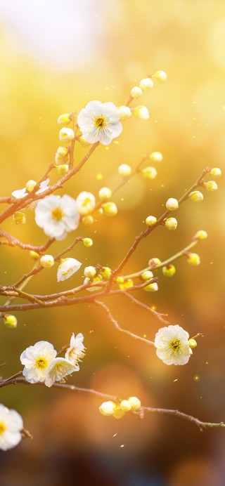 浪漫樱花