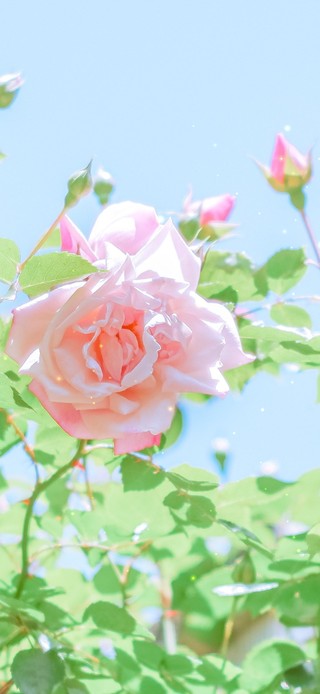 粉色玫瑰花