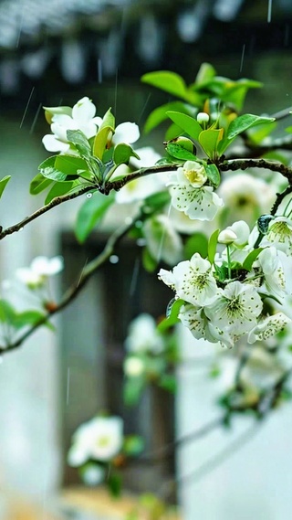治愈梨花小雨4K