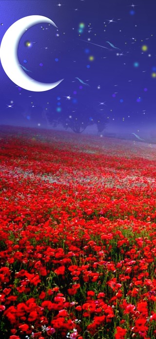 星空与花海