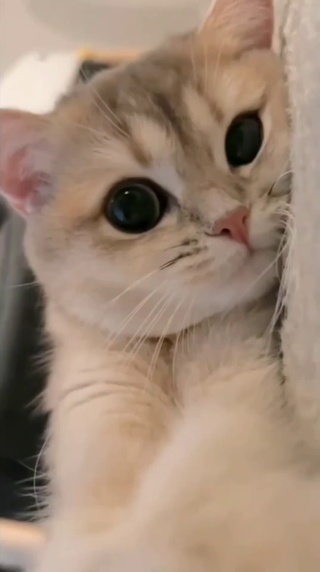 猫咪