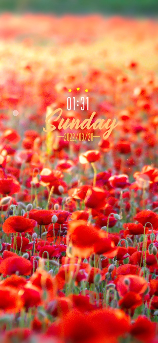 6K超清唯美治愈护眼花的海洋