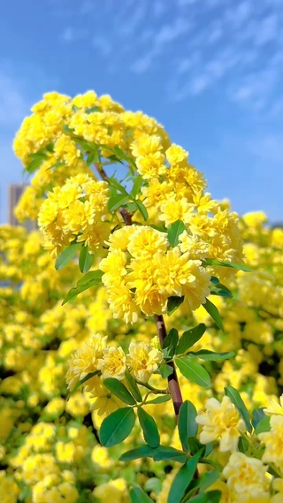 惊艳了时光，浪漫了岁月