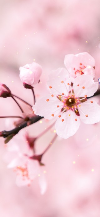 4k治愈桃花