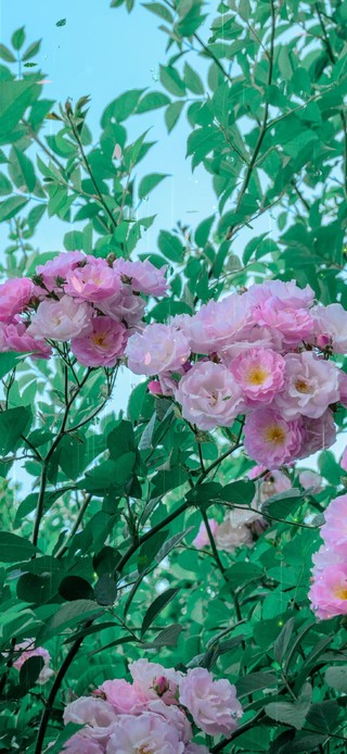 4k治愈春分雨季绽放的蔷薇