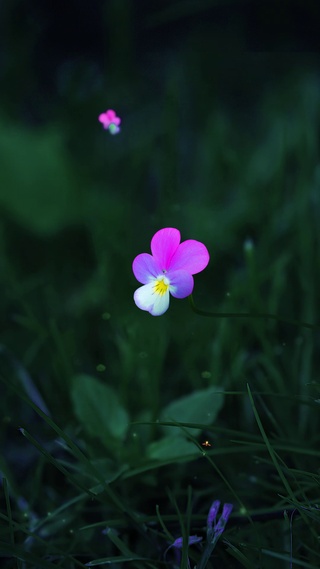 一朵小花