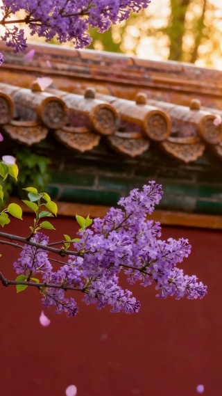 宫墙紫花唯美夕阳风景
