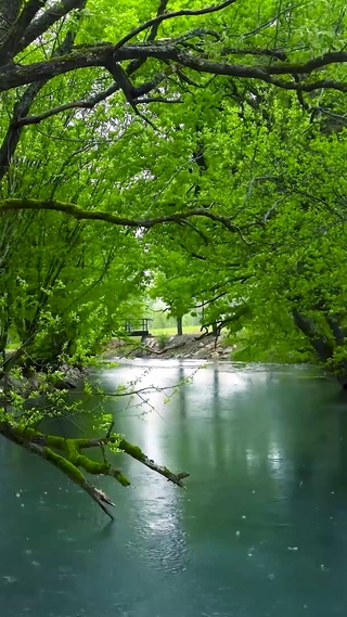 雨天绿林河流