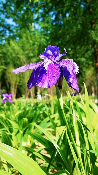 绿色风景
鲜花
