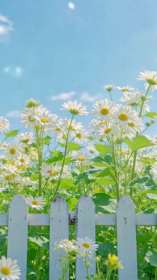 夏日晴空治愈雏菊花田