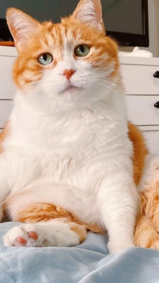 猫咪