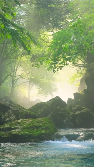 幽静护眼林间溪流