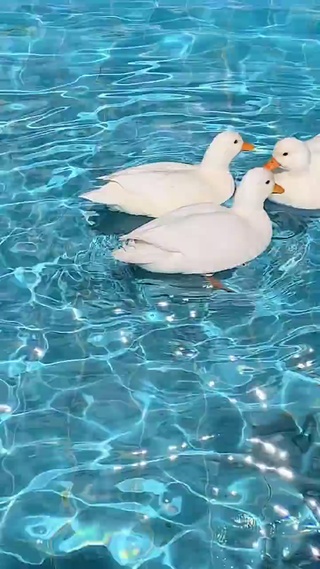 快来数鸭子