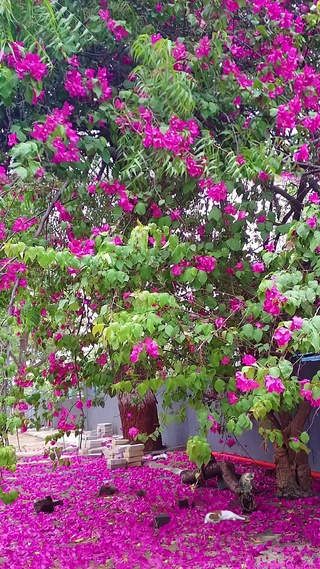 三角梅花树